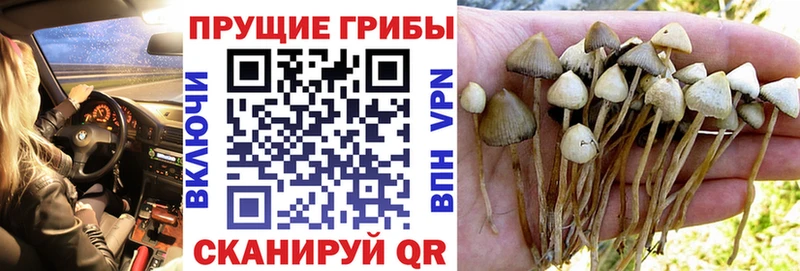 Псилоцибиновые грибы Magic Shrooms  даркнет сайт  Чёрмоз 
